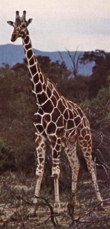 unknow artist Livsrummet had shrank ago giraffe pa its hemkontinent oil painting picture